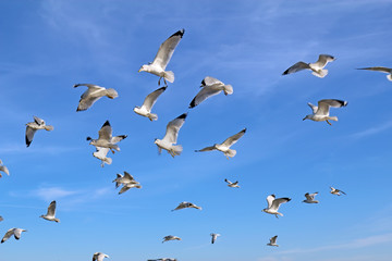 Ring-billed sea gulls against a blue sky