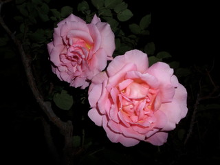 rose by night