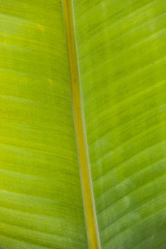 Palmblatt (Oxalis rubra)