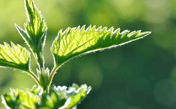 feuilles d'ortie &eacute;clair&eacute;e par lumi&egrave;re naturelle