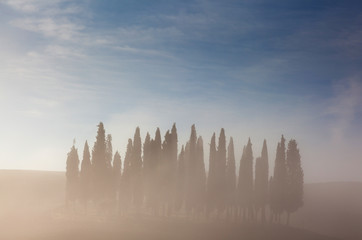 Trees in the field. Tree in nature landscape with blue sky and cloud.