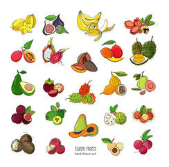 exotic tropical fruits hand drawn set. Collection of whole fruit and cutaway. Avocado, Ackee, Banana, Guava, Dogwood, Durian, Figs, Carambola, Kiwano, Coconut, Lychee, Longan, Mango, Mangosteen.
