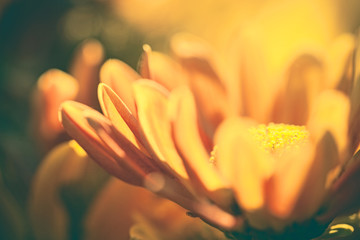 Close up macro orange color flower with light 