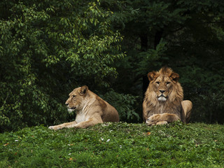 lion couple