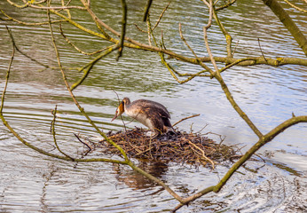 A pair of Great Crested Grebe's busy nest building at Worthington Lakes near Standish, Lancashire, UK