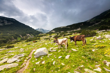 Herd of cows on a pasture in the mountain