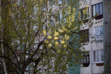 Ветка дерева на солнечном свете © vasilaleksandrov