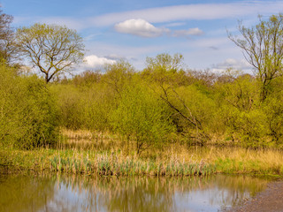 Beautiful springtime morning at Worthington Lakes at Standish, Lancashire, UK