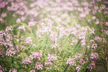 Obraz na płótnie Canvas purple flower field with light 
