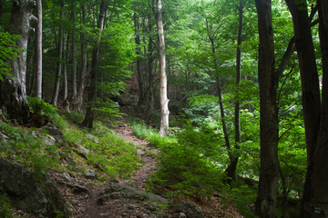 Fototapeta na wymiar Footpath in a green forest