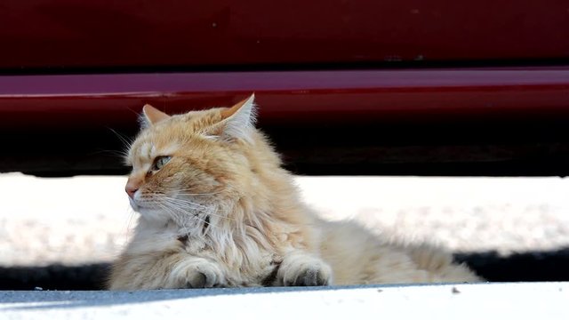 Nice ginger Siberian cat lying in the street.