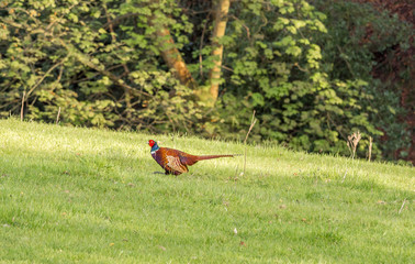 Male pheasant's displaying in fields during the breeding season, Henbury, Macclesfield, Cheshire, Uk