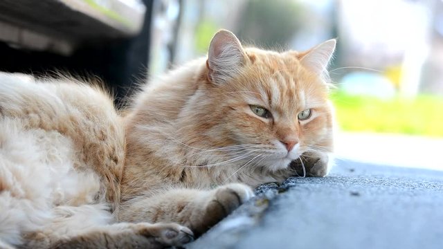 Nice ginger Siberian cat lying in the street.