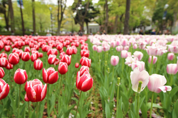 Obraz premium beautiful colorful tulips