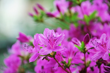 Obraz premium close up on blooming purple rhododendron in spring