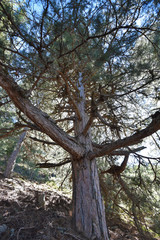 Fototapeta na wymiar Corsican Laricio pine tree in the mountain slope forested