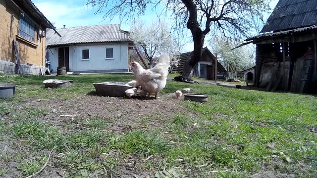 Domestic chicken walking with chicklings in front of the house ukraine vilage low angle view