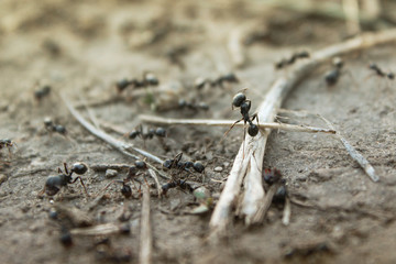 Ants