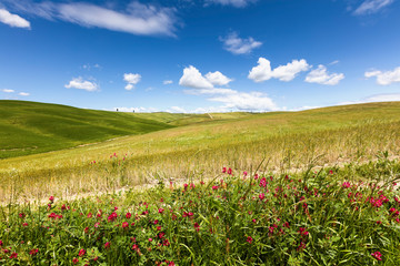 Fototapeta na wymiar Endless green fields of Tuscany