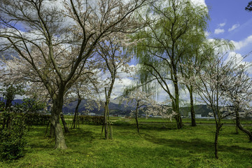 Obraz premium Japao,nagahama,shi