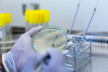 Scientist performing microbial tests in Biological safety cabinets lab.