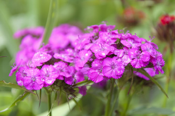 Obraz premium Pink Flowers