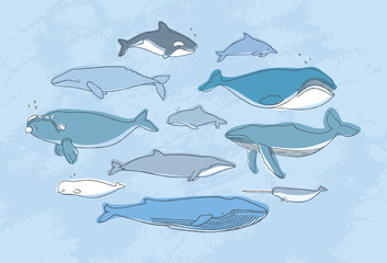 Different whale set. Hand drawn doodle illustration collection.