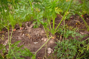 carrots growing on summer garden bed