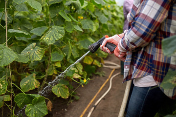 farmer with garden hose watering at greenhouse