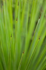 Agave (Agave striata) im Detail