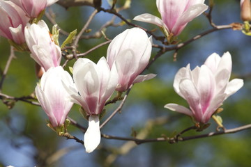 Fototapeta premium Magnolienblüte