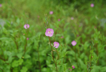 春の野に咲くピンクの花