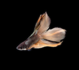 Betta fish, siamese fighting fish, betta splendens isolated on black background