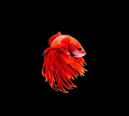 Betta fish, siamese fighting fish, betta splendens isolated on black background