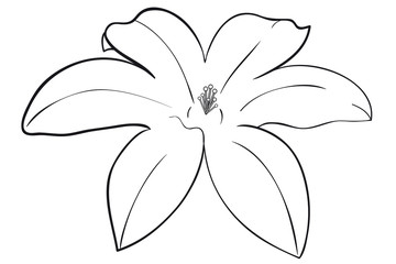Lily flower stamp © Mareen Vandelay