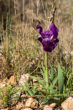 Blommande iris