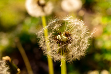 Dandelion flower
