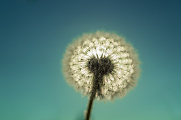 Obraz premium Dandelion flower