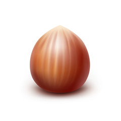 Vector Full Unpeeled Realistic Hazelnut Close up Isolated on White Background