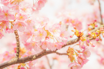 Kawazu-zakura Cherry blossoms