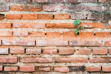 Background of brick wall texture