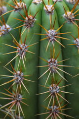 Kaktusstacheln (Trichocereus pasacana)