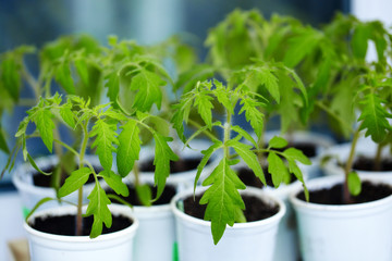Tomato seedlings in white plastic cups on the window in the greenhouse. Young green plants. The theme of spring and agriculture