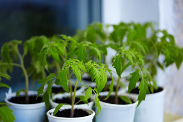 Tomato seedlings in white plastic cups on the window in the greenhouse. Young green plants. The theme of spring and agriculture
