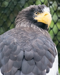 Eagle look