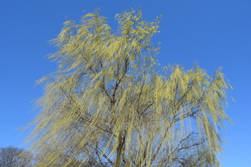 風にそよぐ新緑の柳の枝と青空