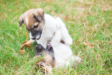 Two dogs playing together