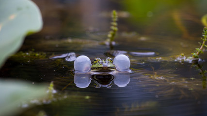 Teichfrosch (Rana esculenta)