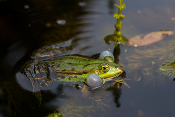 Teichfrosch (Rana esculenta)