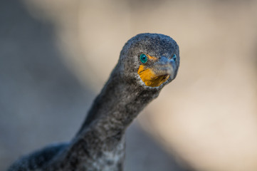 Anhinga